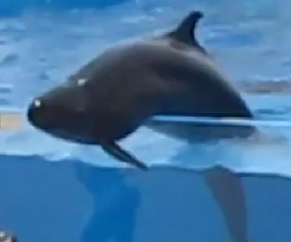 Un dauphin s’échappe d’un aquarium