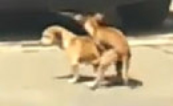 Un chien fait une crise cardiaque en plein ébat amoureux Un chien fait une crise cardiaque en plein ébat amoureux