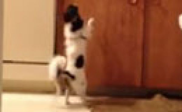 Un petit chien expert en danse latine ! Un petit chien expert en danse latine !
