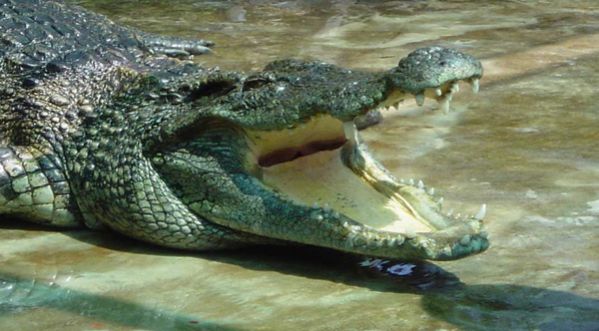 VIDEO : Sauvé in extremis de la gueule d’un crocodile !