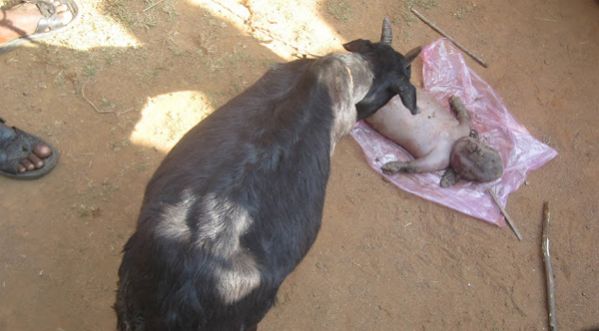 Insolite : Une chèvre donne naissance à ce qui ressemble à un être humain !