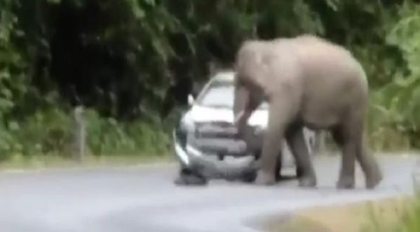 Vidéo insolite : En Thaïlande, un éléphant attaque une voiture !