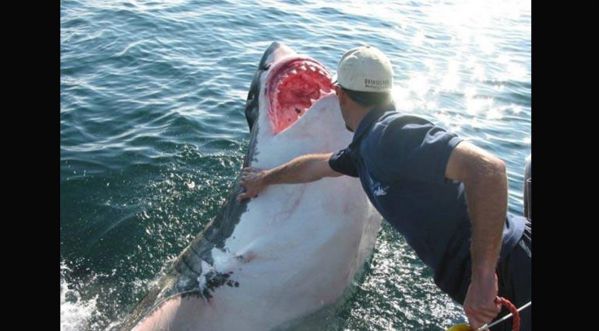 WTF: Un homme saute sur un requin pour l’attraper!