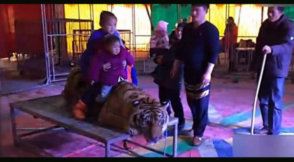La vidéo d’un tigre forcé de prendre la pose dans un cirque chinois fait scandale!