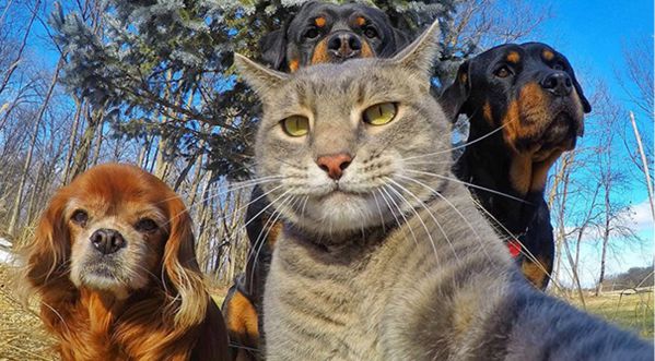 Quand les animaux se mettent à prendre des selfies, ça donne ça!