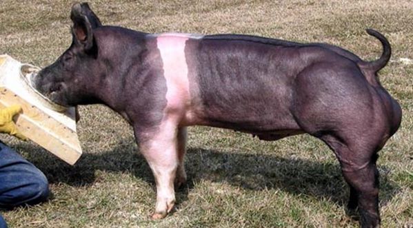 Des cochons de compétition génétiquement modifiés
