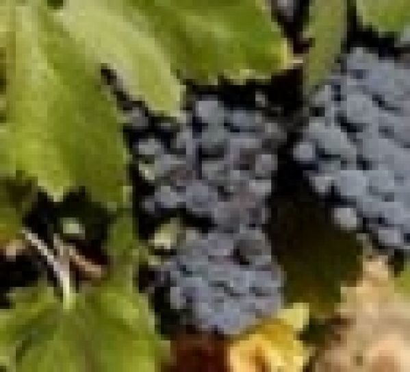 Quand les célébrités deviennent productrices de vins Quand les célébrités deviennent productrices de vins