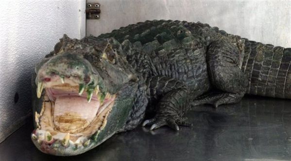 Un alligator comme animal de compagnie