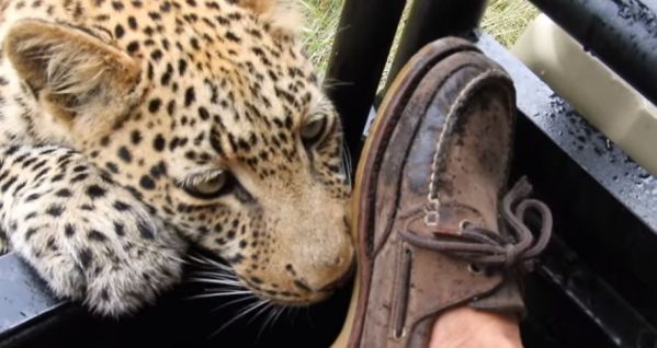 OMG : Heureusement que ce léopard n’avait pas faim !!!