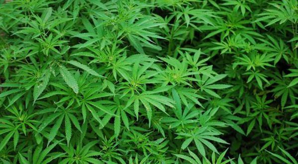 Le cannabis médicinal pourrait bientôt voir le jour en France !