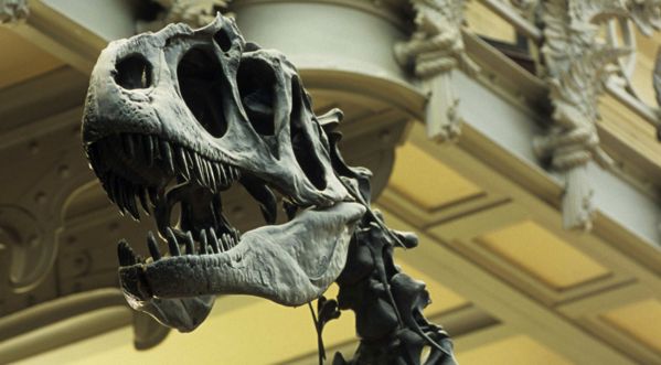 ​Un T-Rex à Paris, l’exposition au Muséum national d’Histoire naturelle !