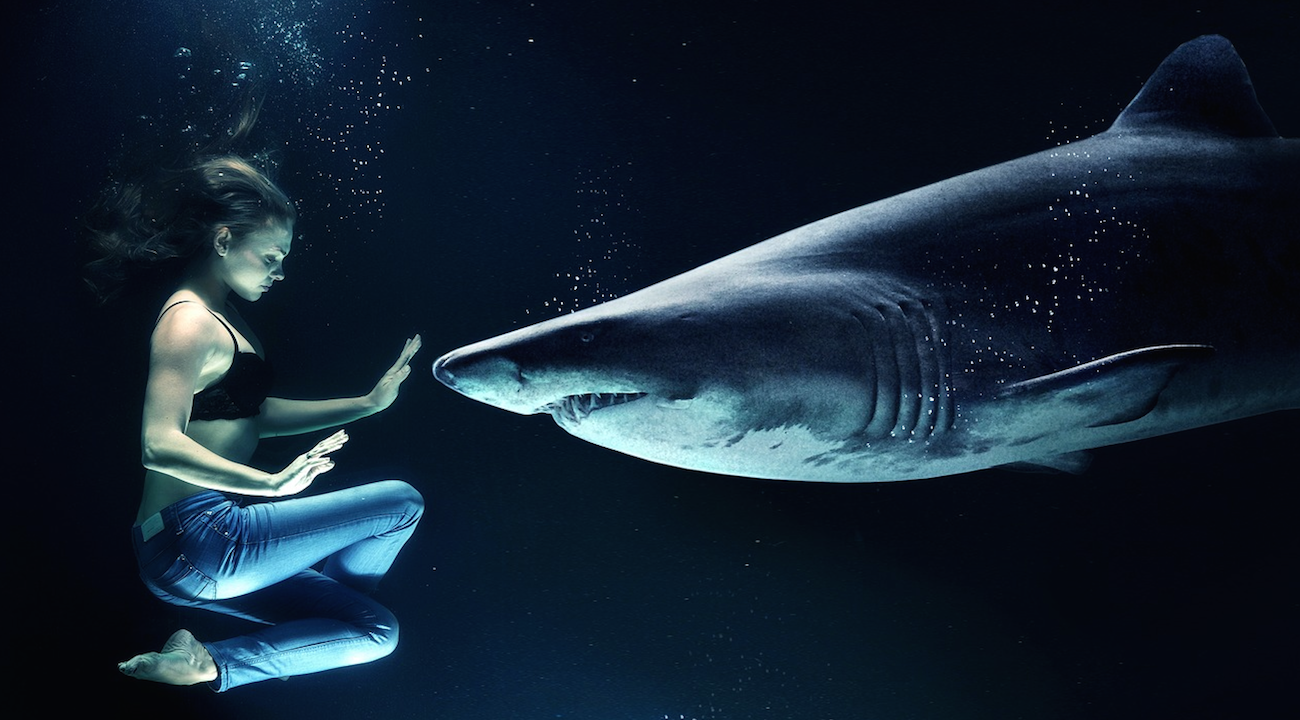 Australie : Elle nourrit un requin, il lui croque l’index
