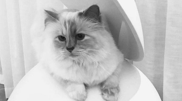 Karl Lagerfeld : Son chat, désigné comme héritier ?