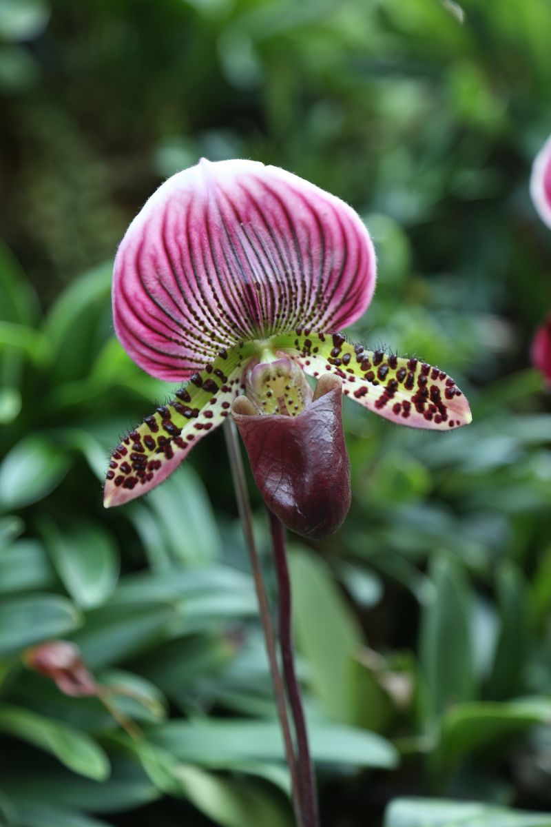 5 plantes anti-insectes