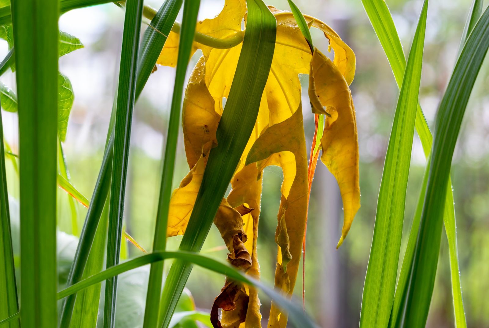 Plante carnivore anti moustique