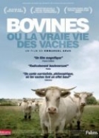 Bovines