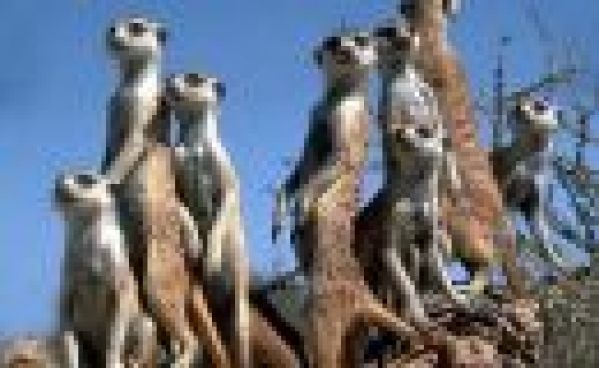 Les Suricates adorent les caméramans !