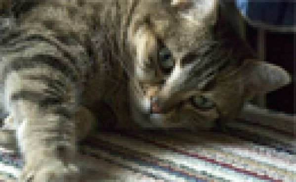 homme saoul chante pour son chat