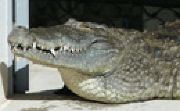 Qui va garder mon crocodile cette été?