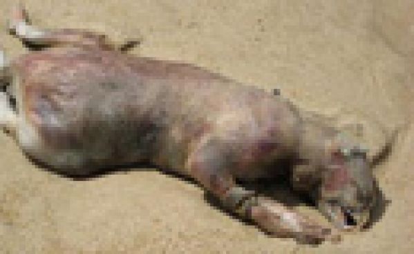 Un monstre découvert en californie