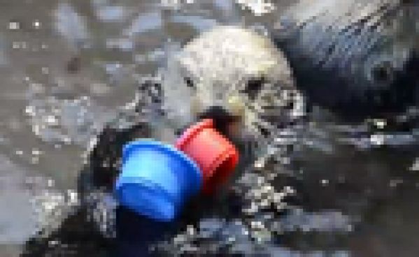 La loutre la plus intelligente!