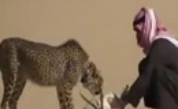 Un guépard chasse pour l’homme