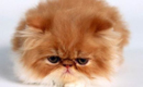 Le chat qui boudait tout le temps