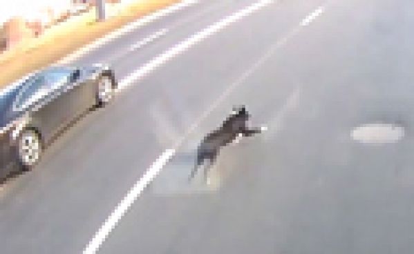ET Paf le chien