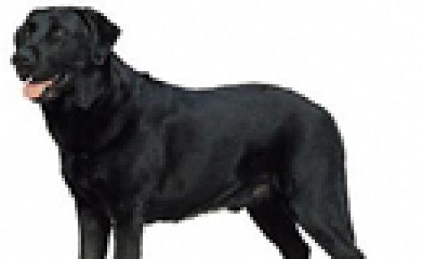Super dog, le chien qui sauvait les autres chiens