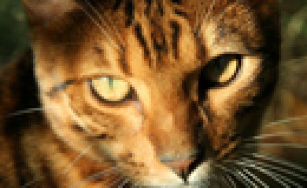 c’est bête un chat!