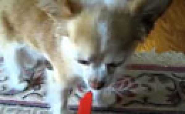 Le top 10 des chiens les plus coupables