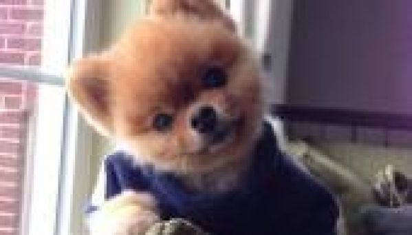 Jiff, le chien le plus heureux du monde possède sa propre page Facebook!