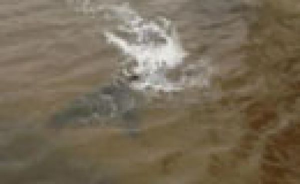 Ouragan Sandy : Des requins dans les rues du New-Jersey ?
