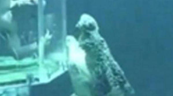 Vidéo choc: des touristes sous l’eau avec les crocodiles