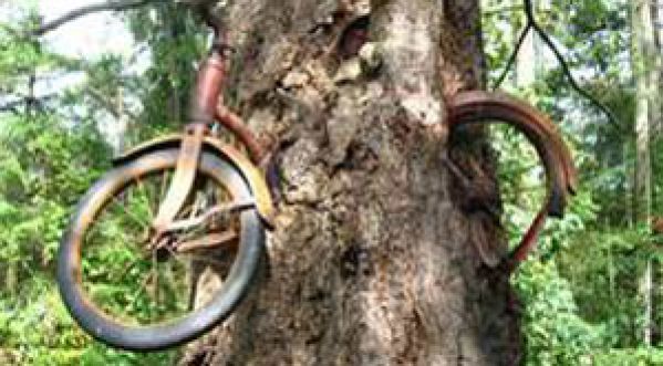 Ce vélo est incrusté dans cette arbre depuis près de 60 ans