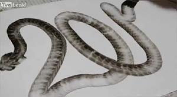 Dessiner un serpent d’un seul trait !
