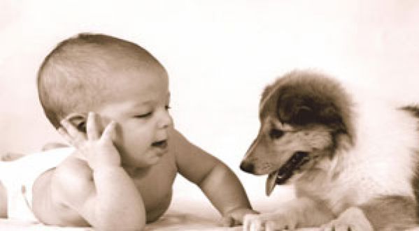 Quand le chien gâche les premiers pas de bébé ….