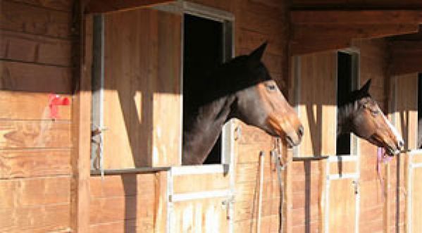 Le Cheval super malin qui ouvre toutes les portes