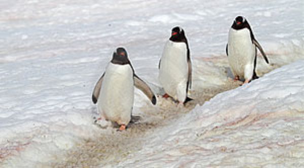 Les pingouins auraient-ils un code de la route ?!