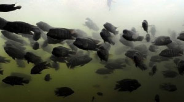 Ivre, il plonge dans un aquarium d’hôtel !