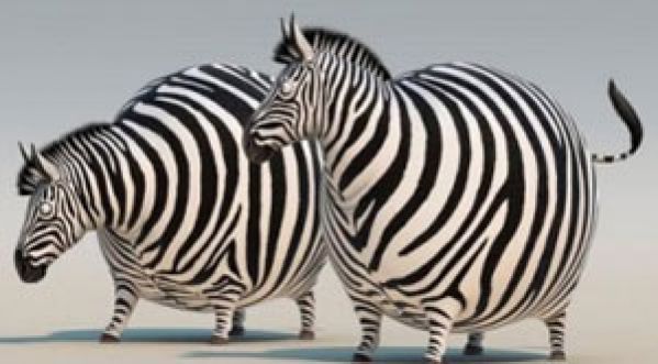 Si les animaux de la savane mangeait au fastfood