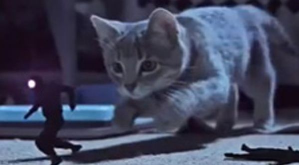 Chats vs Voleurs de chaussettes