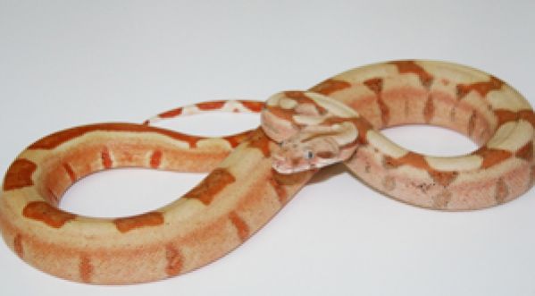 Un homme possède la plus grande collection de serpent !
