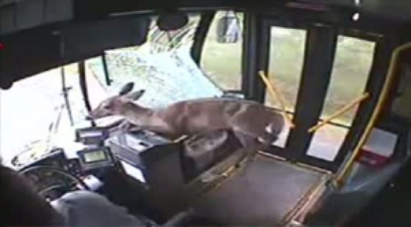 Biche vs bus