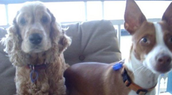 Le phrase magique pour calmer deux chiens !