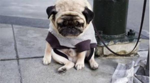 Le journal intime d’un chien