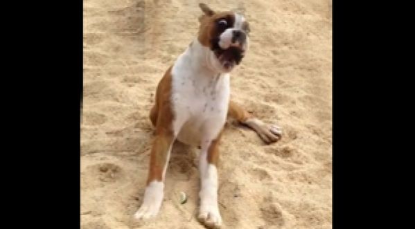 Un chien réagit bizarrement en goûtant du citron