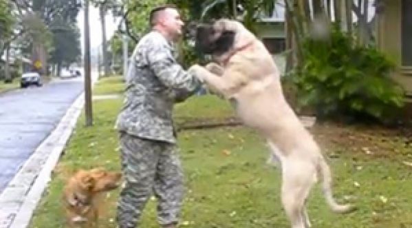 Quand les militaires retrouvent leurs chiens ! Cute !