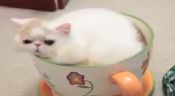 IF I FITS, I SITS !