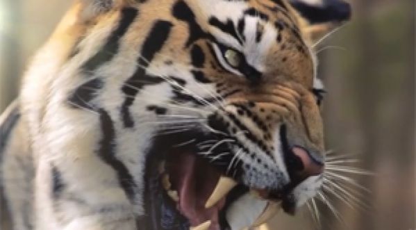 WWF FÊTE SES 40 ANS !